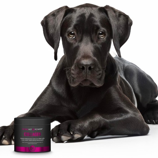 Kolagen w proszku dla psów i kotów 120g