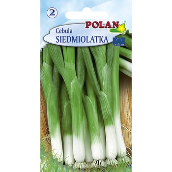 Cebula siedmiolatka Bajkał - wieloletnia roślina o łagodnym smaku